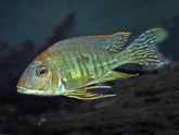 Geophagus Altifrons (Paardekopcichlide)